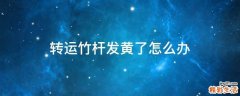 转运竹杆发黄了怎么办