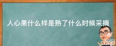 人心果什么样是熟了什么时候采摘