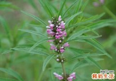 月经提前可以喝益母草吗