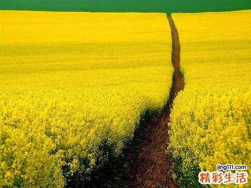 3 水龙骨