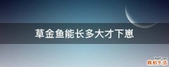 草金鱼能长多大才下崽