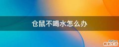 仓鼠不喝水怎么办