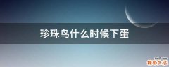 珍珠鸟什么时候下蛋