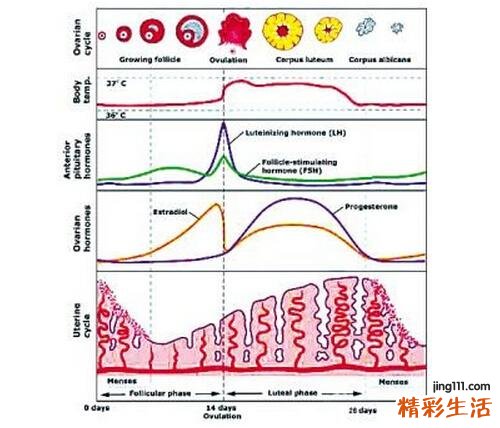 月经紊乱是怎么回事