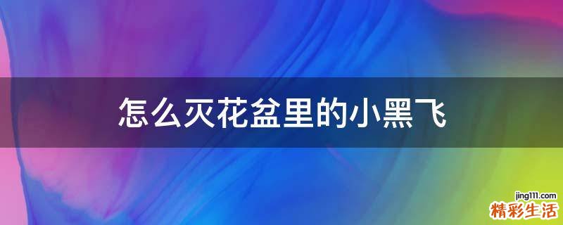 怎么灭花盆里的小黑飞