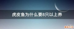 虎皮鱼为什么要8只以上养