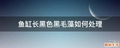 鱼缸长黑色黑毛藻如何处理