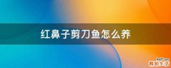 红鼻子剪刀鱼怎么养