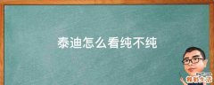 泰迪怎么看纯不纯