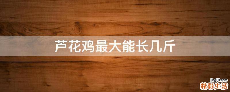 芦花鸡最大能长几斤