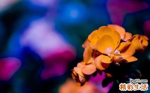 直肠-肛门运动功能测定