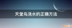 天堂鸟浇水的正确方法