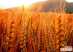 双红贴敷治风湿、类风湿关节炎