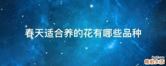 春天适合养的花有哪些品种