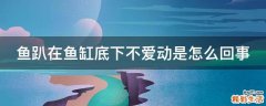 鱼趴在鱼缸底下不爱动是怎么回事
