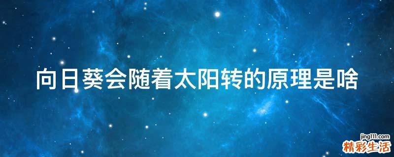 向日葵会随着太阳转的原理是啥