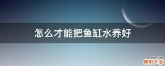 怎么才能把鱼缸水养好