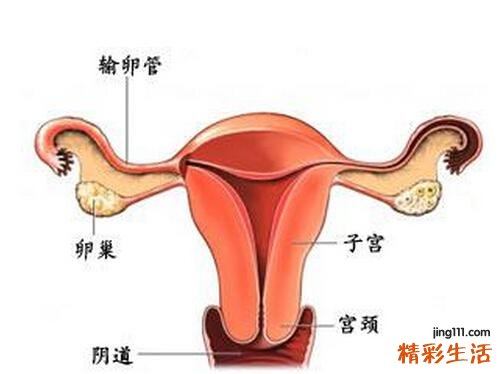 附件炎疼痛位置图