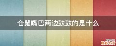 仓鼠嘴巴两边鼓鼓的是什么