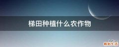 梯田种植什么农作物