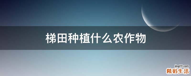 梯田种植什么农作物