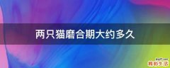 两只猫磨合期大约多久