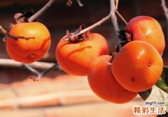 吃柿子肚子胀痛怎么办 柿子好吃，肚子胀痛这样做！