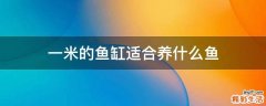 一米的鱼缸适合养什么鱼