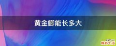 黄金鲫能长多大