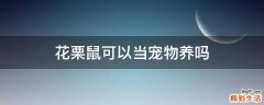 花栗鼠可以当宠物养吗