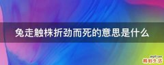 兔走触株折劲而死的意思是什么