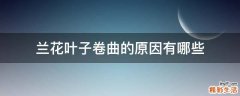兰花叶子卷曲的原因有哪些