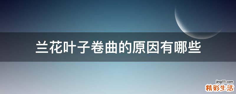 兰花叶子卷曲的原因有哪些