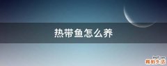热带鱼怎么养