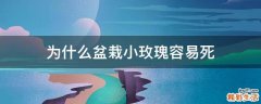 为什么盆栽小玫瑰容易死