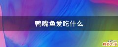 鸭嘴鱼爱吃什么