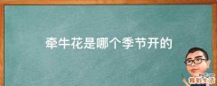 牵牛花是哪个季节开的