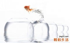 美丽鳞毛蕨