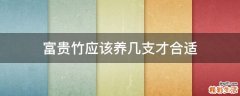 富贵竹应该养几支才合适