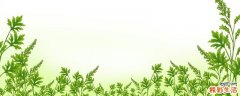 艾草泡脚治宫寒吗 艾草泡脚治宫寒需要多久