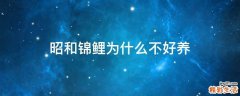 昭和锦鲤为什么不好养