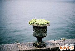2 牛藤果
