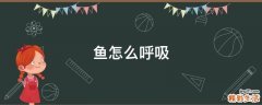 鱼怎么呼吸