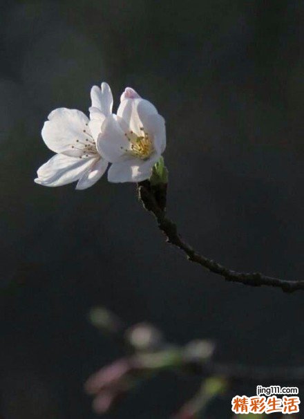 2 山一笼鸡
