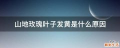 山地玫瑰叶子发黄是什么原因