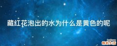藏红花泡出的水为什么是黄色的呢