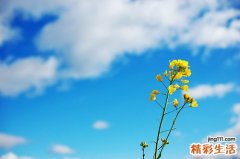 清宣止咳颗粒