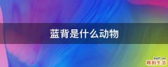 蓝背是什么动物
