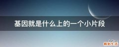 基因就是什么上的一个小片段