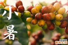小暑可以进补吗 小暑为什么要吃藕